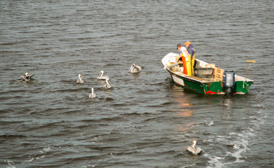Pelican Parade