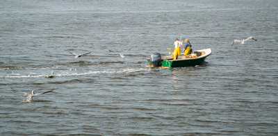 Green Pelican Attraction