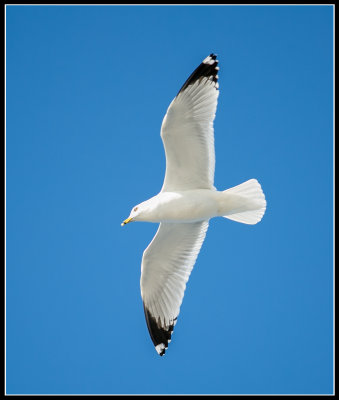 Ferry Angel