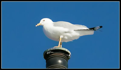 Ferry Hitchiker