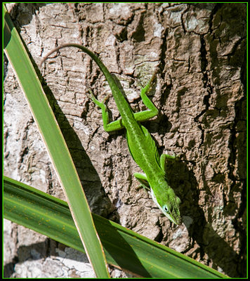 Only Wildlife Around