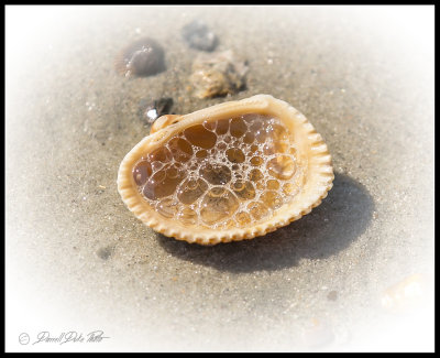 Tide Left Behind