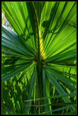 Fifty Shdes of Green