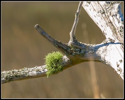 Spring's Promise