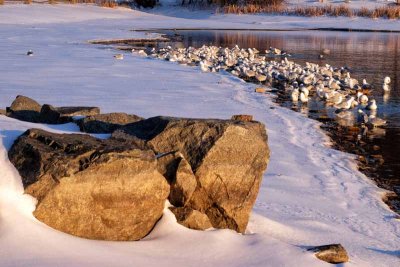 Boulders and Snow Geese