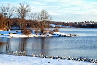 Snow Geese by the Lake