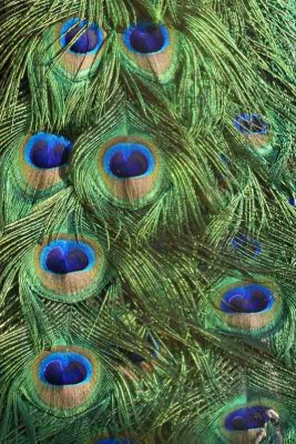 The Peacock's Feathers