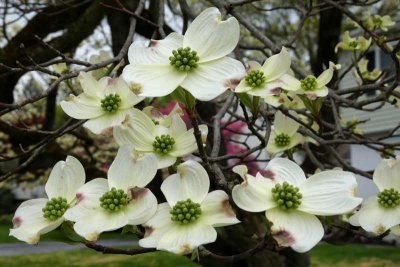 It's Dogwood Season!