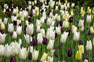 Washington Square Tulips
