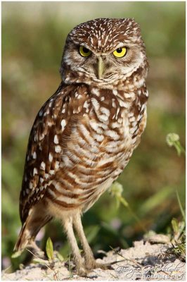 The Florida Burrowing Owl