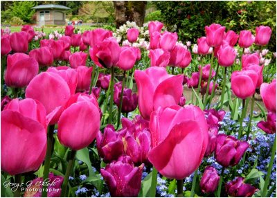 Butchart Gardens Tulips