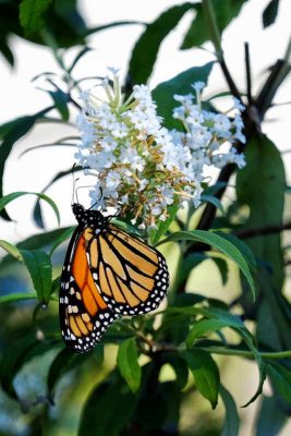 It's Monarch Season in Cape May #3