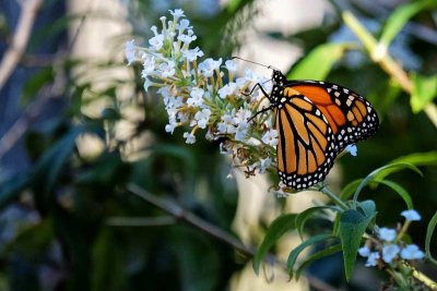 It's Monarch Season in Cape May #2