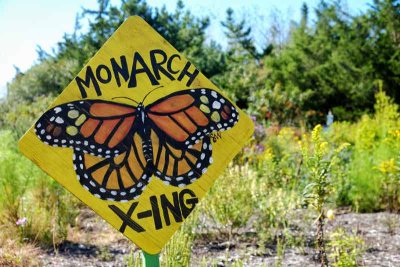 It's Monarch Season in Cape May #1