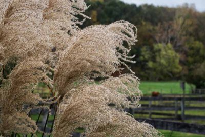 The Grasses of Fall