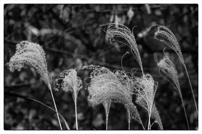 Winter's Grasses B&W