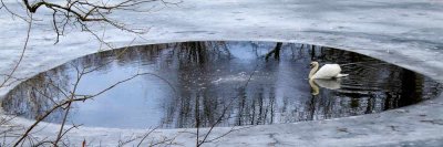 A Swan's Frozen Lake