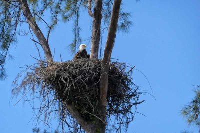 The Marco Island Eagle's Nest