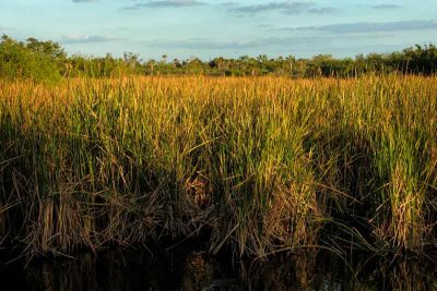 Everglades Grasses