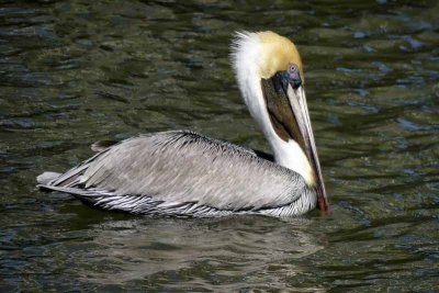 Morning Pelican