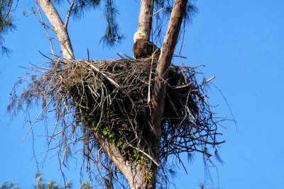 Good Morning from the Marco Island Eagle's Nest