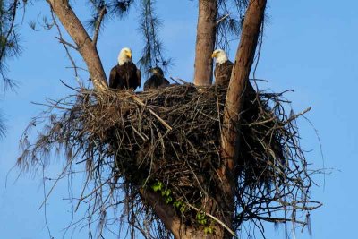 Mom & Dad and One of the Two Eaglets