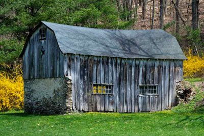 Forsythia & the Old Barn