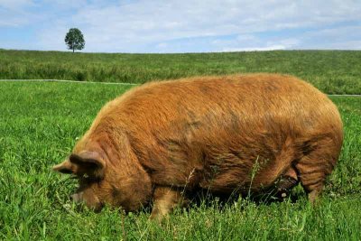 Channeling My Jamie Wyeth: My 'Portrait of Pig'