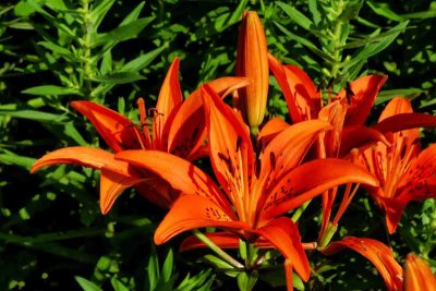 More Hereford Lighthouse Garden Blooms #4