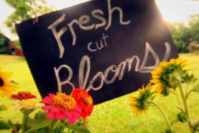 Fresh Cut Blooms For Sale #2