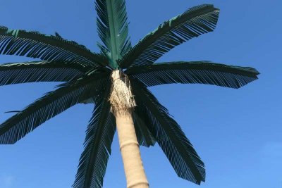 Plastic Palms in Wildwood #2