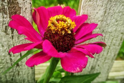 Old Picket Fence Zinnias #2