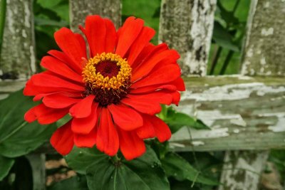 Old Picket Fence Zinnias #1