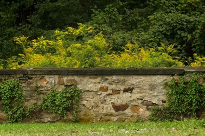 Lush Vegetation by the Stone Wall #2