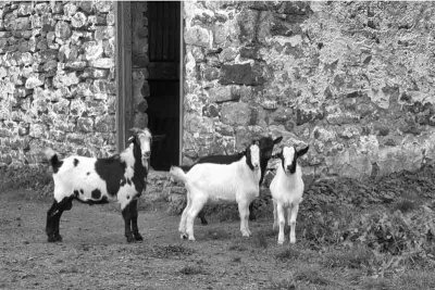 Four Black & White Goats in a Black & White Photo