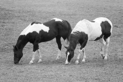 Two Black & White Horses in a Black & White Photo