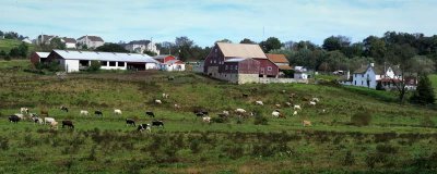 Cows, Barns & Housing