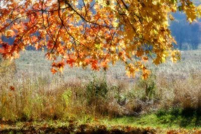 Autumn in Valley Forge National Park