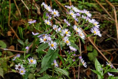 Autumn Wildflowers Along the Trail