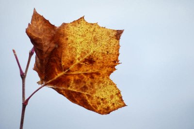 The Lone Leaf by the Lake