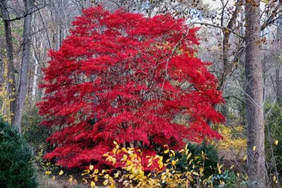 Burning Red Foliage