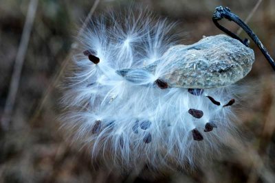 Milkweed Pods at Valley Forge