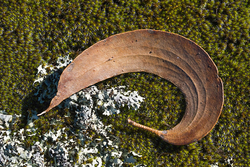 Snowgum Leaf, Moss and Lichen - Nursery Swamp