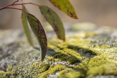 Leaf and moss  - Nursery Swamp