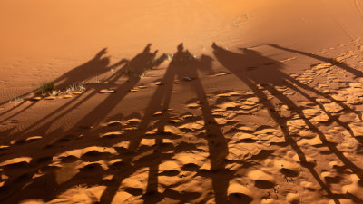 Morocco - Dromodaries in the Sahara