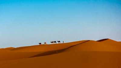 Camels on the Horizon