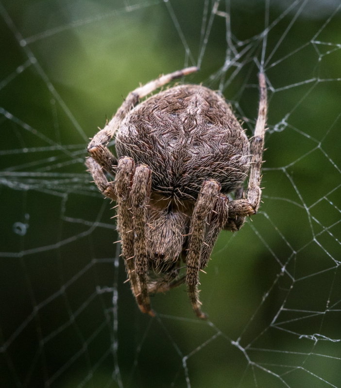 Spider ? species