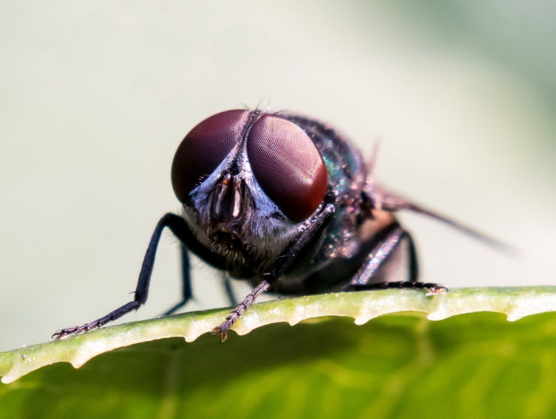 Blow Fly 金蠅