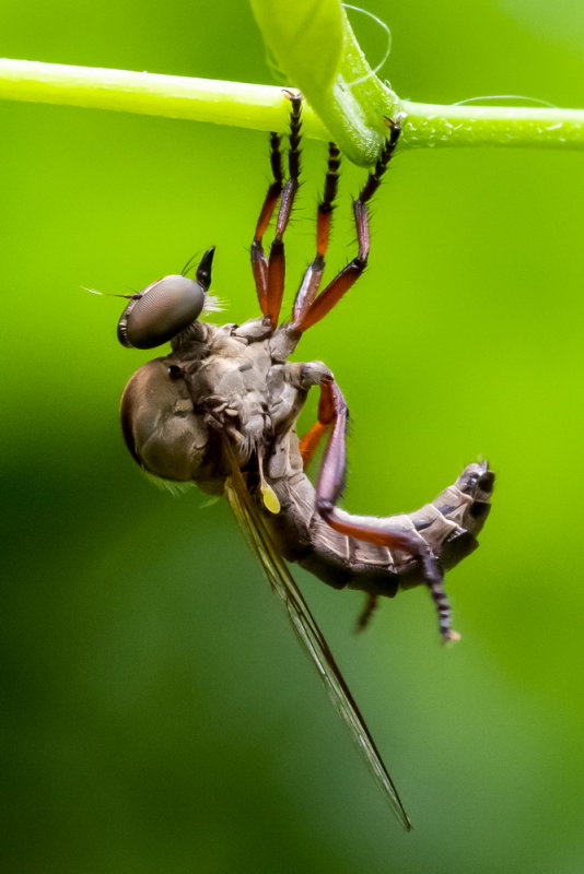 Robber Fly 食蟲虻