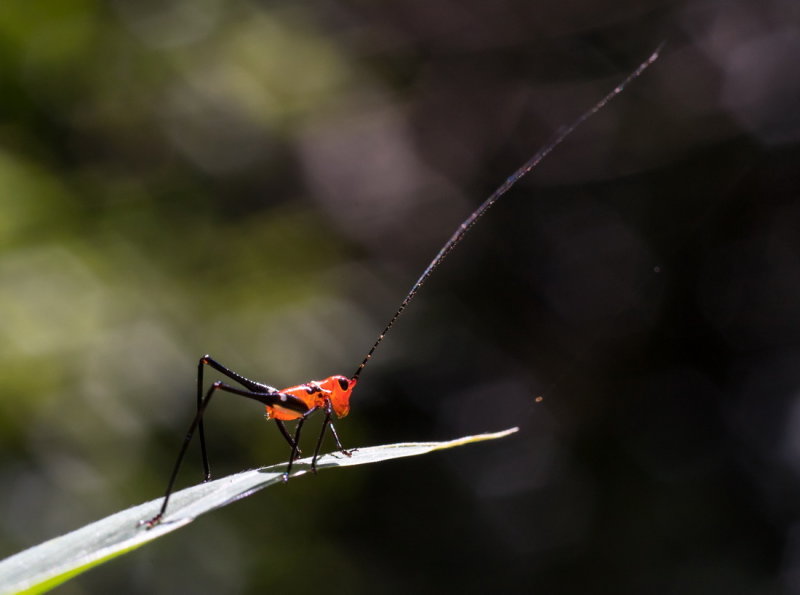 Grass Katydid 悅鳴草螽若蟲 Conocephalus melas, nymph